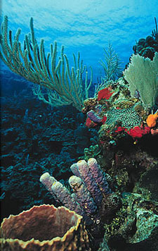 Belize-Belize Coast-Half Moon Caye Atoll Adventure